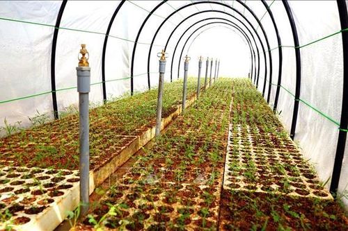 Quảng Trị hướng tới trở thành trung tâm vùng nguyên liệu gỗ khu vực miền Trung