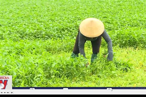 Nông dân chuyển hướng sang trồng rau muống VietGAP