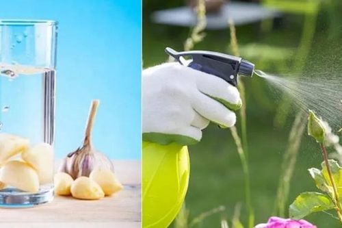 6 loại nước được xem là 'thần dược' nuôi cây, đổ ra vườn 1 tuần sau hoa mọc
