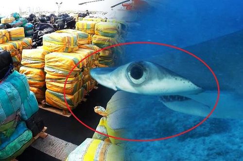 Giới khoa học cảnh báo về hiện tượng cá mập có thể 'nghiện ma túy'