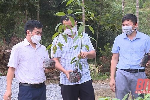 Như Xuân tiếp tục thực hiện đề án tái cơ cấu ngành nông nghiệp