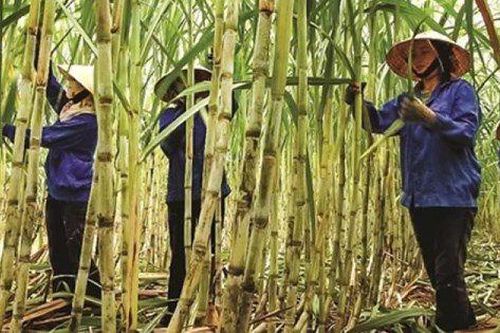 Giá đường lên thẳng tắp, nhiều doanh nghiệp mía đường báo lãi bằng vài niên vụ trước cộng lại