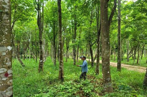 Khó khăn trong xác định đơn giá đền bù cây dó bầu
