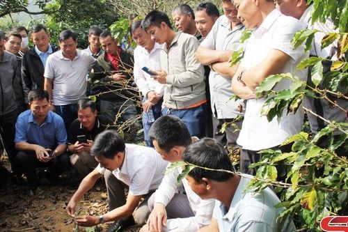 Cựu chiến binh Thành phố giúp nhau làm kinh tế giỏi