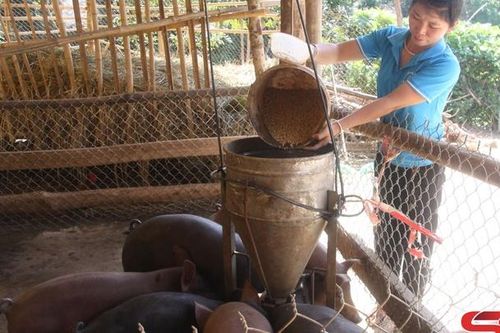Chi hội trưởng phụ nữ gương mẫu
