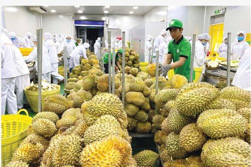 Trung Quốc cảnh báo trái cây Việt Nam vi phạm kiểm dịch thực vật