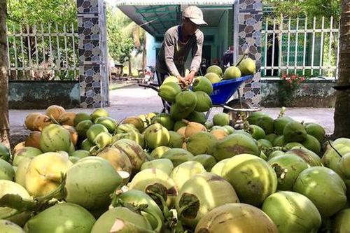 'Vai lớn' của HTX đưa Thạnh Phú trở thành điểm sáng giảm nghèo bền vững