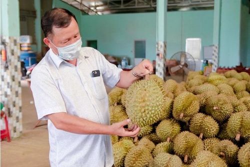 Nhiều lô trái cây bị Trung Quốc cảnh báo vi phạm kiểm dịch thực vật