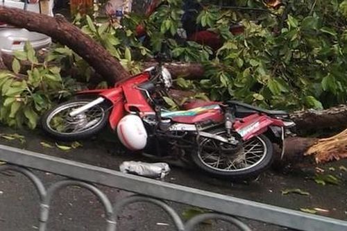 TPHCM: Cành cây xanh gãy rơi xuống đường đè bẹp ô tô và xe máy