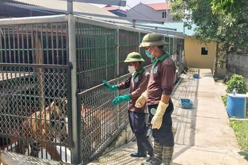 Bảo vệ động vật hoang dã: Nhiều giải pháp tháo gỡ khó khăn
