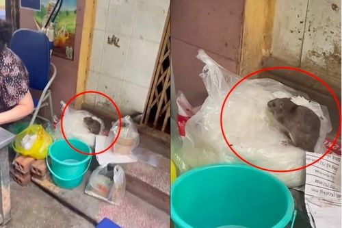 Từ vụ chuột 'ngồi' trên túi bún ở Hà Nội, chuyên gia thực phẩm cảnh báo những mầm bệnh nguy hiểm từ chuột
