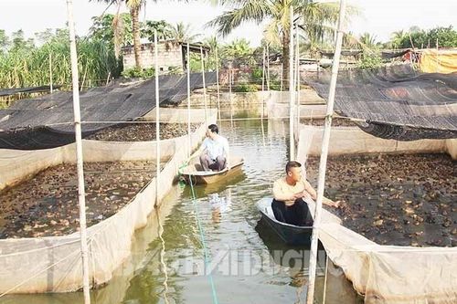 Nuôi cá rô đồng chung ao với nuôi ếch ở Hải Dương