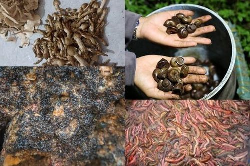 4 thứ 'lộc trời' cứ đến mùa xuất hiện là người dân 'hốt bạc'