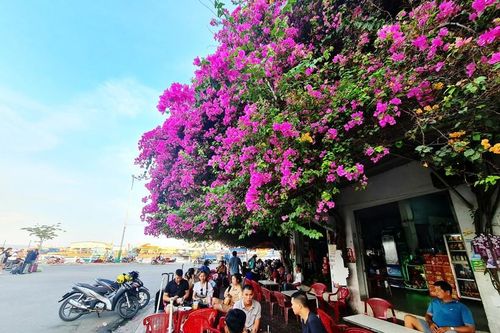 Rực rỡ sắc hoa giấy khắp các con đường, góc phố
