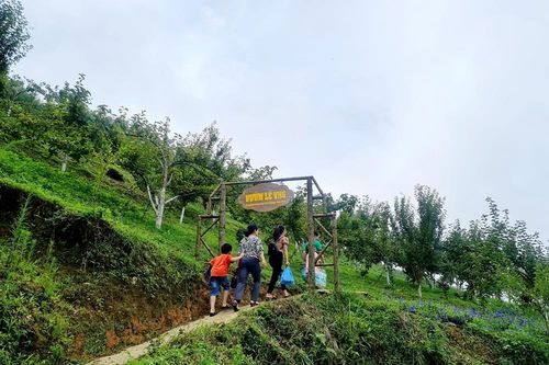 Mùa lê ở Hoàng Thu Phố