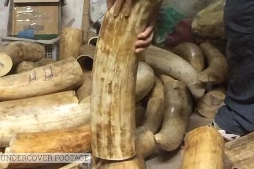 3 người Việt Nam bị tuyên phạt tù về tội buôn bán động vật hoang dã trái phép từ châu Phi về Việt Nam