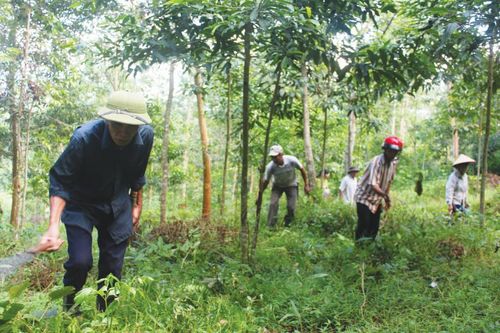 Bộ Quốc phòng giao lại 96,8 ha đất rừng tại Thanh Hóa cho nhân dân sản xuất