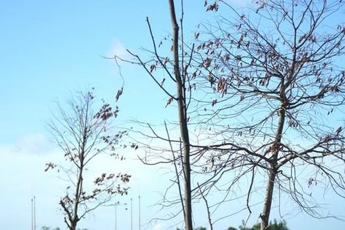 Loạt cây xanh đô thị tại Huế bỗng thành 'củi khô' sau khi bứng đi trồng lại