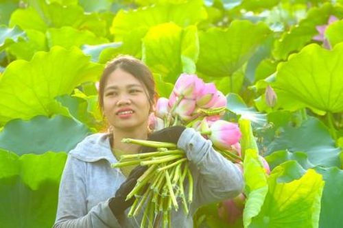 Chàng trai khởi nghiệp với hoa dược liệu, đưa hương sen vươn ra thế giới
