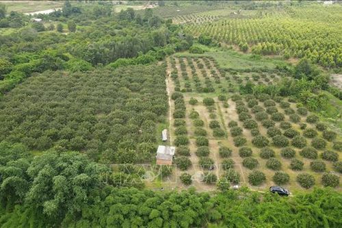 Bà Rịa - Vũng Tàu phát triển cây nhãn đặc sản
