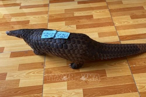 Bắt được đối tượng chở tê tê nặng 7,7kg từ Đồng Nai sang Bình Phước tiêu thụ