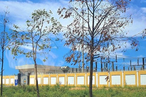 Sẽ cho trồng thay thế những cây Sao đen bị khô héo ở Huế