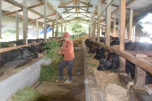 Hà Nội kiểm soát chặt dịch bệnh trên lĩnh vực chăn nuôi, thủy sản