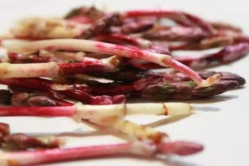 Chồi hoa từng bị vứt bỏ bỗng được giới nhà giàu săn lùng