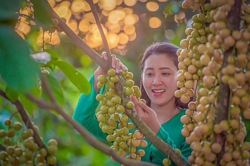 TP. Cần Thơ: Độc đáo dâu Hạ Châu