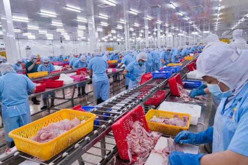 Doanh nghiệp cá tra ứng phó suy thoái kinh tế