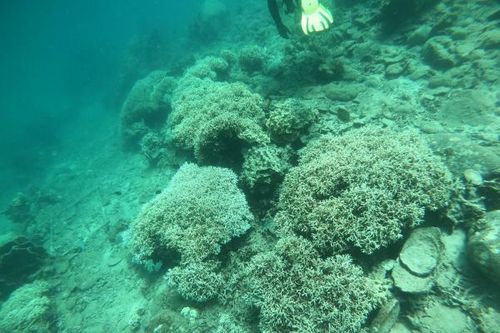 Ban Quản lý vịnh Nha Trang: Đề xuất lắp phao phân vùng bảo vệ san hô khu vực Hòn Chồng