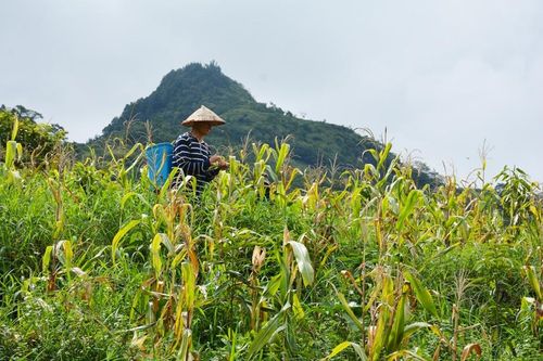 Trồng lại, trồng bù 2.500 ha ngô trong vụ Hè Thu năm 2023
