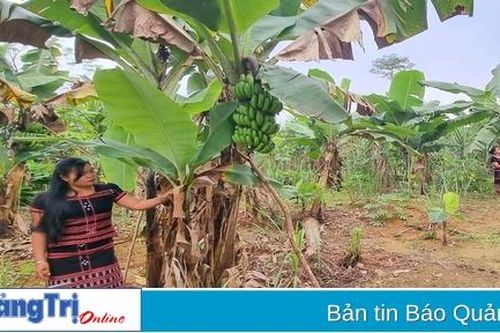 Đề nghị cho phép sử dụng tên địa danh để đăng ký nhãn hiệu tập thể 'Chuối lùn vùng Tà Rụt'