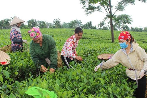 TP. Phổ Yên: Giá trị sản xuất nông nghiệp đạt 126 triệu đồng/ha