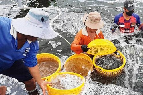 Nuôi thủy sản thích ứng biến đổi khí hậu