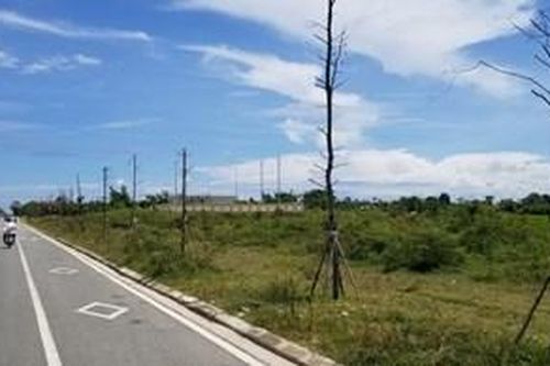 Cây xanh dọc Tỉnh lộ 28 chết hàng loạt sau khi trồng lại