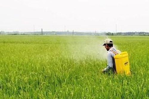 Phòng trừ sâu bệnh hại lúa hè thu