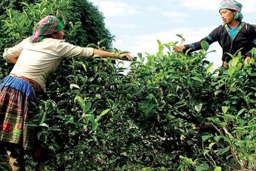 Người Mông ở Yên Bái thoát nghèo nhờ vào HTX