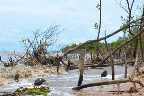 Cà Mau kịp thời khắc phục diện tích rừng bị thiệt hại do mưa bão gây ra