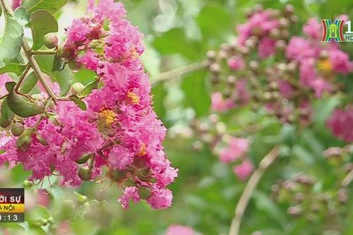 Rực rỡ hoa tường vi ngày hè