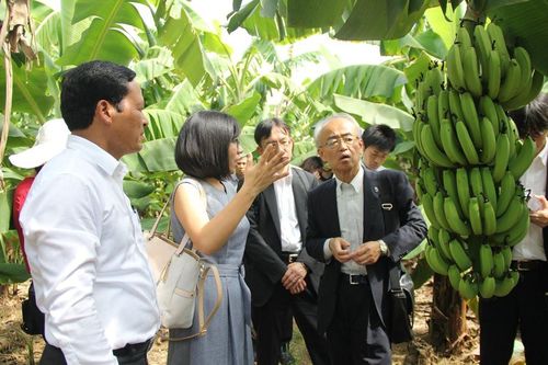 Nâng giá trị cho cây ăn quả đặc sản
