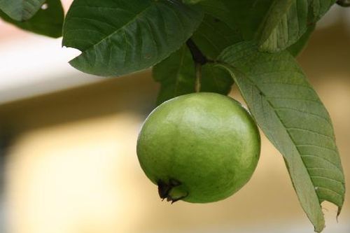 Công dụng của trà lá ổi