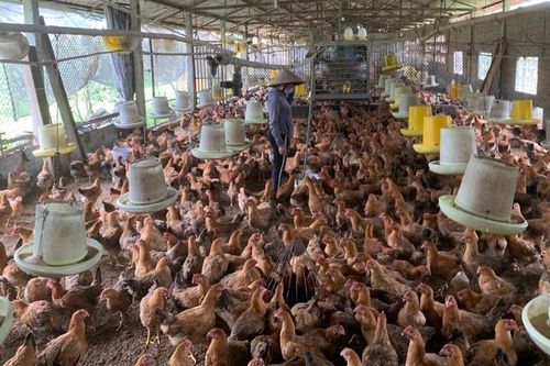 Giúp nông dân làm chủ khoa học kỹ thuật