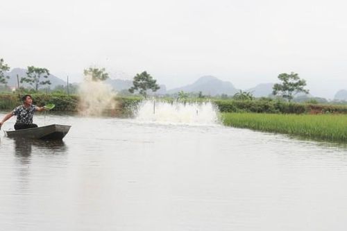 Lợi ích từ mô hình lúa - cá