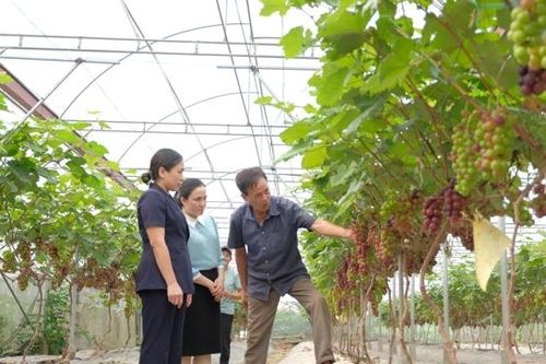 Huyện Phúc Thọ định hình 3 vùng phát triển kinh tế trọng điểm