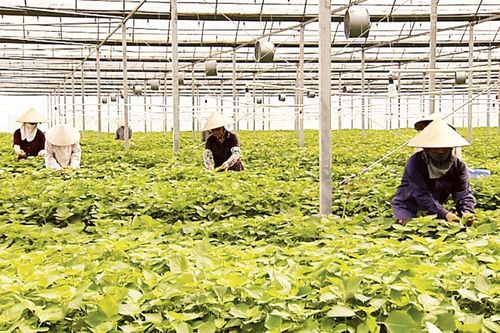 Bắc Ninh thúc đẩy phát triển nông nghiệp tuần hoàn