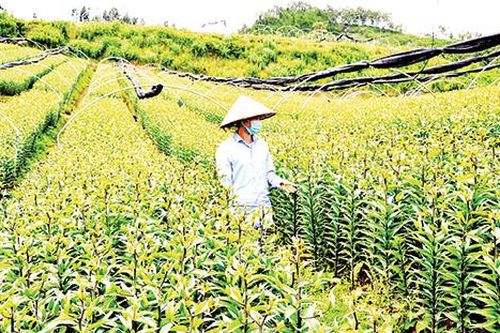Kinh tế trang trại nông thôn ở Tây Bắc