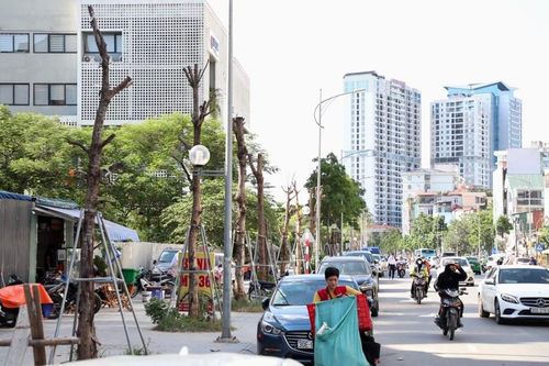 Hàng loạt cây trên đường Huỳnh Thúc Kháng kéo dài lại chết khô