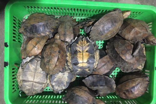 Buôn bán rùa quý hiếm, 2 đối tượng bị phạt 13 năm tù