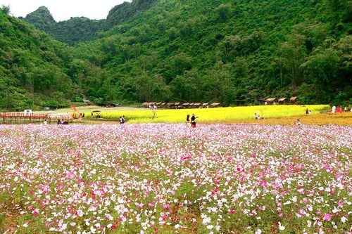 Bắc Hà tổ chức Festival Cao nguyên trắng mùa thu năm 2023